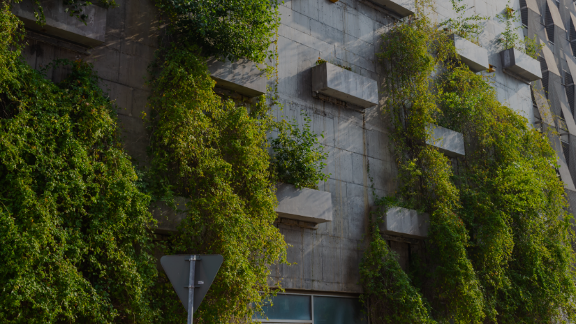 Green climbing plants featured growing up a concrete wall