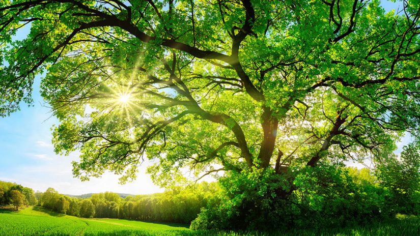 The sun shining through a majestic green oak tree on a meadow, with clear blue sky in the background