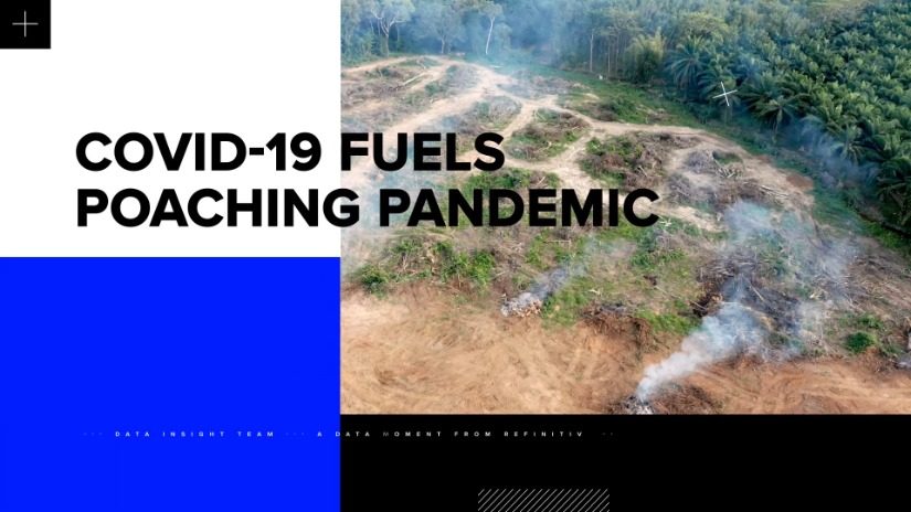 Covid-19 fuels poaching pandemic video thumbnail with deforestation in background