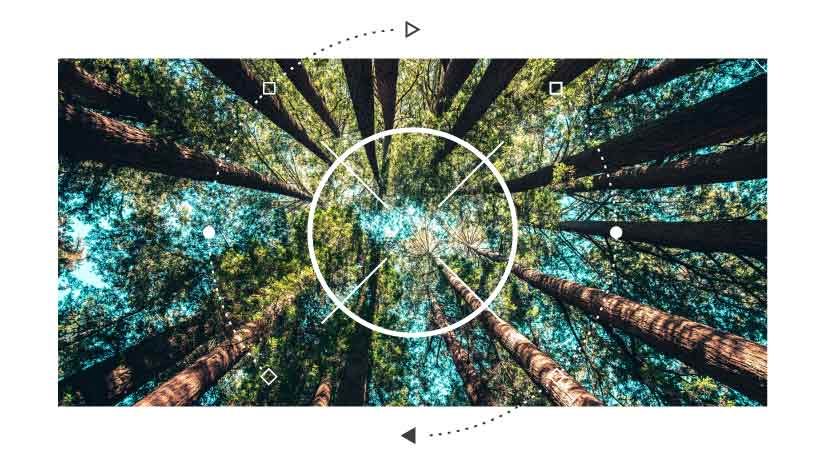 Graphic circles over photograph looking up at tree canopy