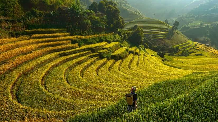 Agriculture worker with basket walking in rice terraces